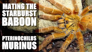 Pairing the Starburst baboon spider OBT