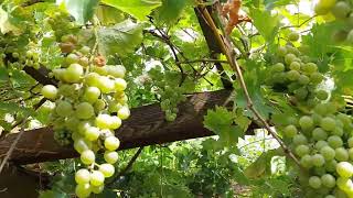 Fresh Table Grape In my garden