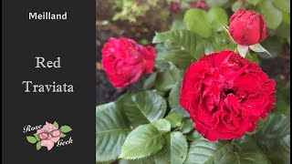 🌹Red Traviata / MEIviola / Red Rose in zone 8a, Maryland