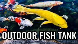 Avoid These Mistakes When Setting Up Your Outdoor Fish Tank