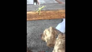 Dancing Mantis