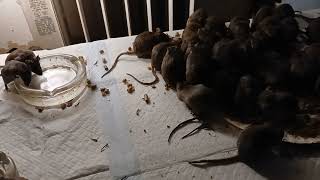 dinner with the mice