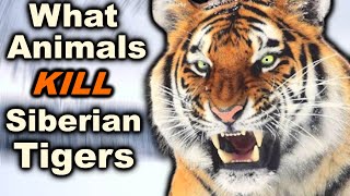 6 Animals That Can DEFEAT a Siberian Tiger In a Fight