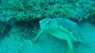Loggerhead Turtle close encounter 100ft underwater