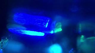 Matthew Logan Vasquez Live Music Video from Mohawk Austin, TX (6)