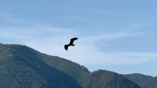 Eagles By the dock
