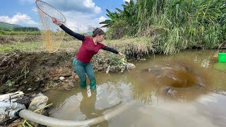 Amazing Skill Block The Water Flow To Catch Fish By Pump, Catch Many Big Fish