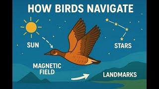 How Birds Know Where to Migrate – Nature’s Built-In GPS