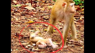 #Baby monkey Lucie #Adorable baby monkey #Monkeyliveshow #Babymonkey2023