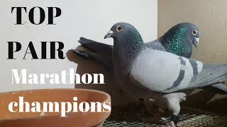 Breeding Pair 2022! TOP Racing Pigeons!