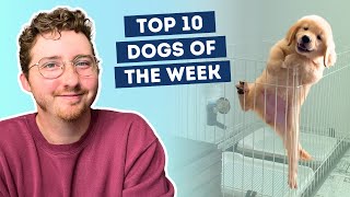 Puppy Attempts Daring Escape