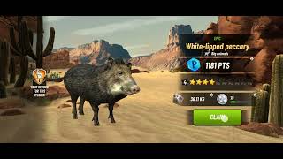 Hunting Clash-- White-lipped Peccary in Sonora @NGGHOST.