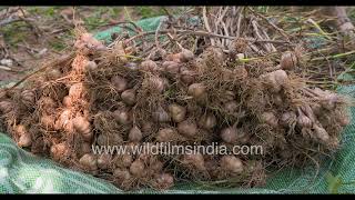 Lehsun or Garlic harvest at Wilderness Orchard : Farming still takes place in New Delhi