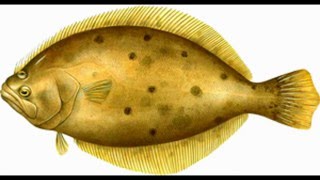 Saltwater Baits RI Best Bait  Shop  for Saltwater Fishing in Rhode Island #FishRI