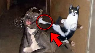 Dogs That Messed with the Wrong Cats