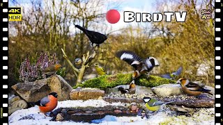 🔴 24/7 Live Wild Birds at the Feeder - Perfect Cat Entertainment #birdwatch007 #nature4k #cattv