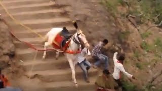 Amazing video - Horse fell down from fort - AmazingXpress