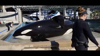 BACKSTAGE WITH THE TWO BIGGEST MALE ORCAS | TUAR AND KYUQUET | SEE THEM UPCLOSE! INSIDELOOK 2024