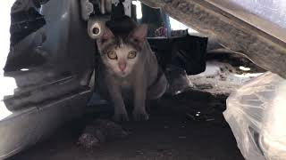 Mummy poor cat three colors #cutecat