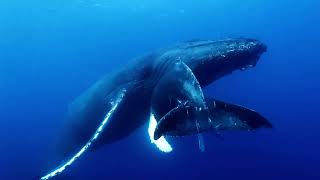 Sealife | Calm and Renew