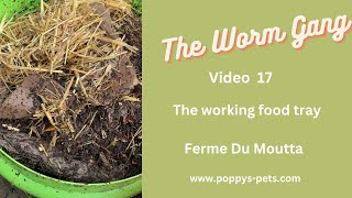 Video 17:  Winter Damp Effects in the Working Food Tray with the Ferme du Moutta #wormbin