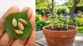 🌱 How to Propagate Cardamom Tree from Seed | Live Gardening Tutorial