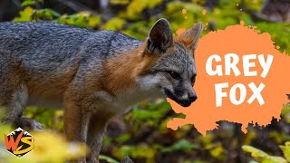 Grey Fox Chronicles: Masters of Stealth and Climbing