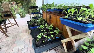 Day 37 Medicinal Herb Starts