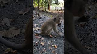 Come monkey 🐒 here please 