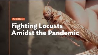 Pakistan: Fighting Locusts Amidst the Pandemic