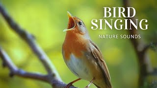 Nightingale Singing and Chirping - Beautiful Bird Sounds, Calming Nature Sounds