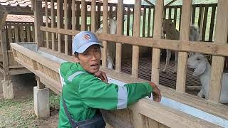 Peternak kambing Weleh-weleh