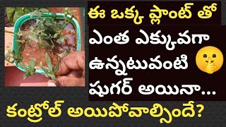 Wow😱A plant that reduces diabetes ☘️🌿 has been found! You will definitely be shocked when you see...