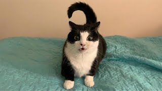 Cats Being Funny for No Reason 😂 | You’ll Laugh Without Warning