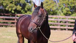 Bettors Wish at Alabar