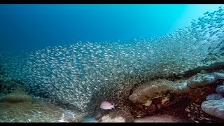 4K Underwater - Diving the Bunker Group, Lady Elliot Island, and MV Karma (Queensland, Australia)