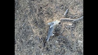 Elk Video