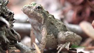 Eastern Cricket Frog (Acris crepitans) at SERC