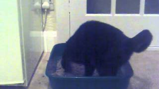 Fussy Feline