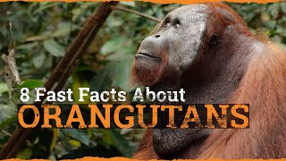 Orangutans are awesome! Learn 8 fast facts about these incredible great apes