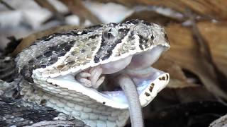 Puffadder vs Mouse |Not for sensitive viewers