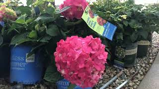 Ebert’s in Bloom | Flowers, Shrubs & Spring Magic (Weeks 12–14)