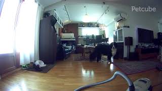 Petcube treats