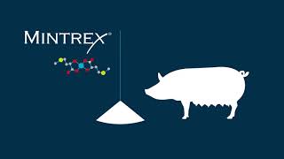 MINTREX® Solutions - Swine - Profitability