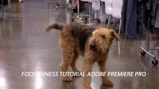 FOOLISHNESS ADOBE PREMIERE SELF TUTORIAL