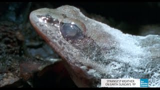 Strangest Weather on Earth: Frogs Frozen Solid