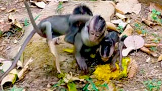 Baby Monkey Feeding Frenzy! Chaos Over a Sweet Treat!
