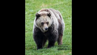 Grizzly Bears   Swan Hills, Alberta Canada