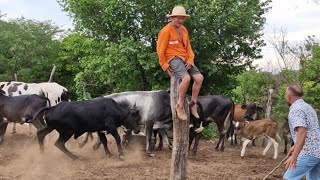 seu mane comprou uma boiada#comedia #pegadinha #humor #videosengracados