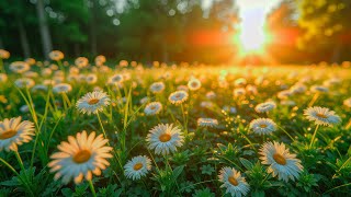 Music therapy 🌿Soothes the nervous system and refreshes the soul with birdsong
